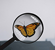 butterfly being examined under a magnifying glass